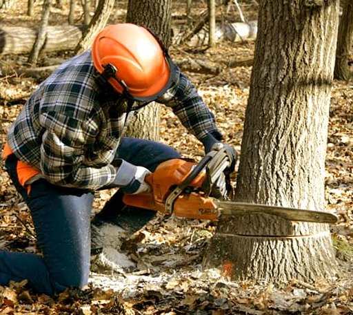 Tree Removal in Matthews, MO